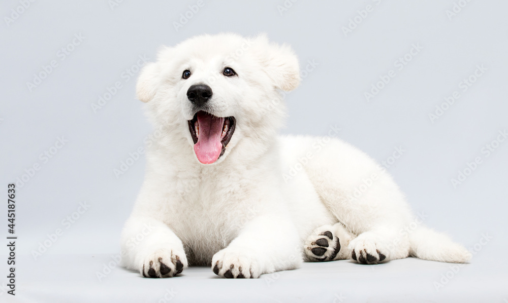 white puppy with open mouth in studio