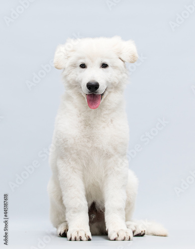 white puppy sitting in the studio