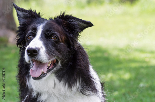 Dog on a bright sunny day. Happy on a patch of green bright grass. Big smile staring at her owner.  © Chrissy