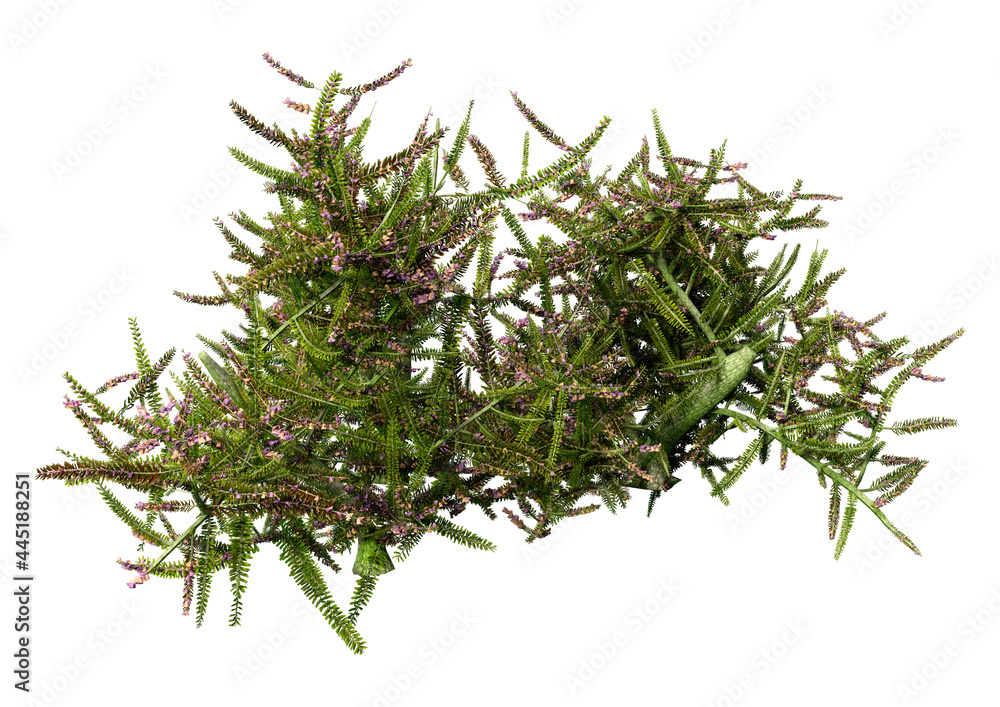 3D Rendering Heather Plant on White 3D Rendering Heather Plant on White