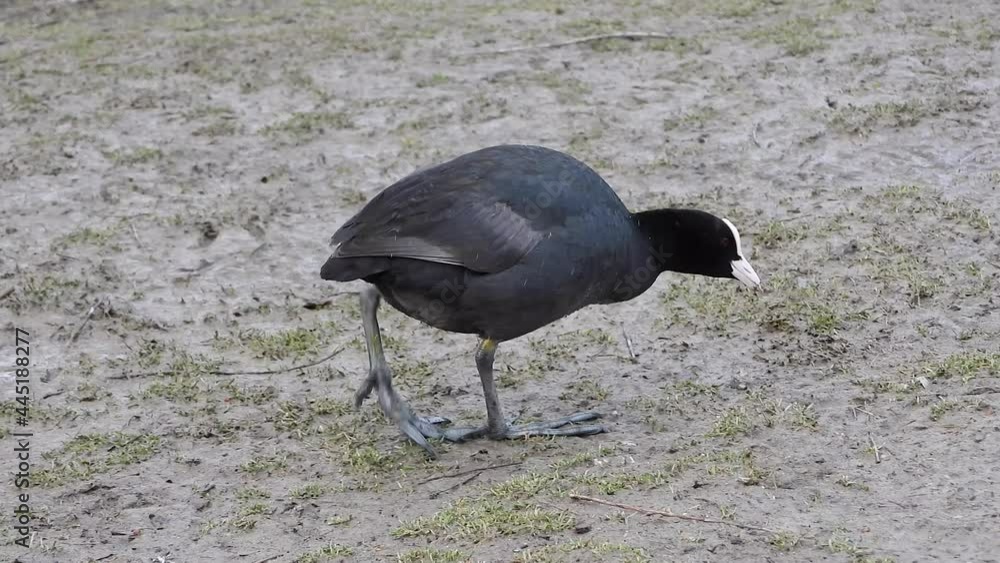 Big-footed black Eurasian Coot waterfowl walking on land.Fulica atra, also known as the common coot, or Australian coot, is a member of the rail and crake bird family, the Rallidae.foot feet leg 4K Big-footed black Eurasian Coot waterfowl walking on land.Fulica atra, also known as the common coot, or Australian coot, is a member of the rail and crake bird family, the Rallidae.foot feet leg 4K