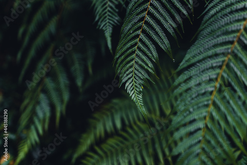 Dark fern leaves in the tropical rainy season