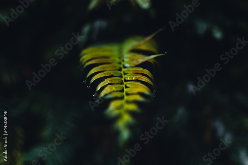 Dark fern leaves in the tropical rainy season © artrachen