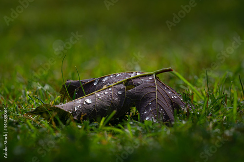 Closeup shot of aindrops on a fallen leaf photo