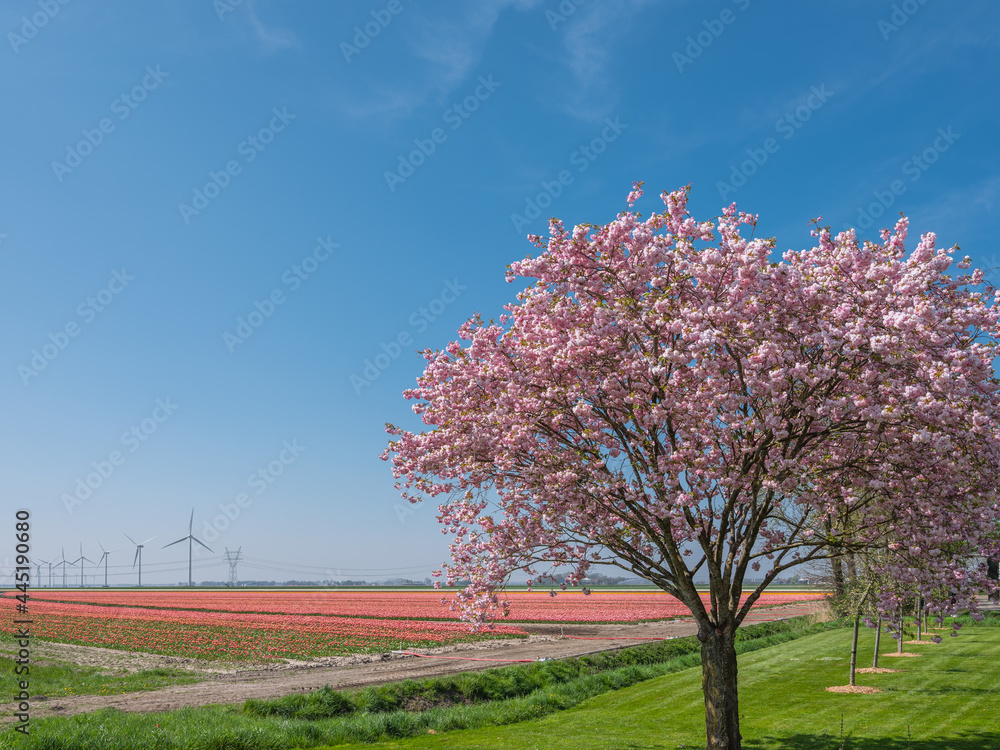 Tulipfields Flevoland Province, The Netherlands Tulipfields Flevoland Province, The Netherlands