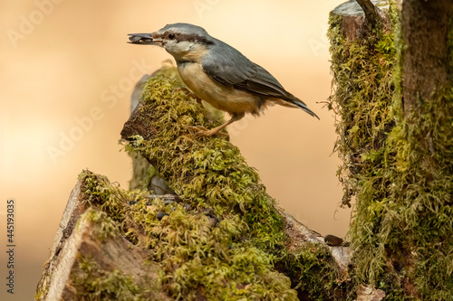Nuthatch perched on a branch in woodland, close up in the spring time in Scotland