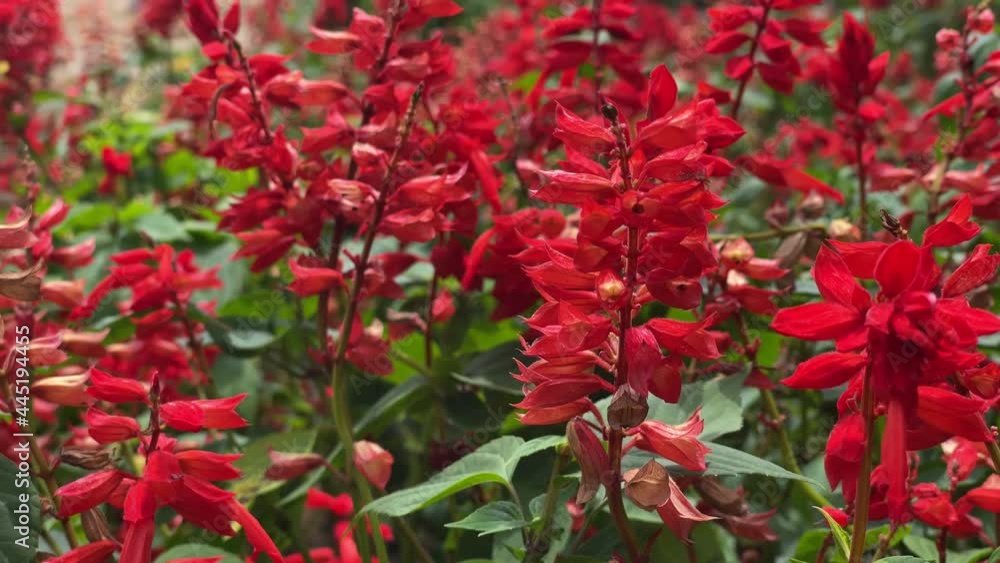 Red flowers in garden Red flowers in garden
