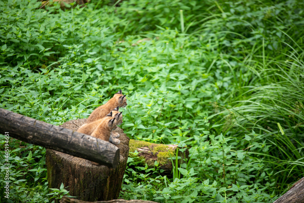 Obraz premium Bébés Lynx