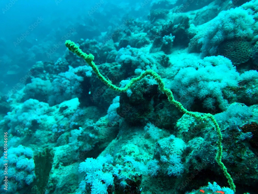 Fototapeta premium wire coral in the reef