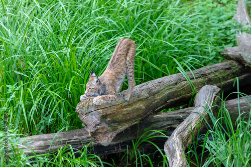 Lynx sur un tronc de bois 