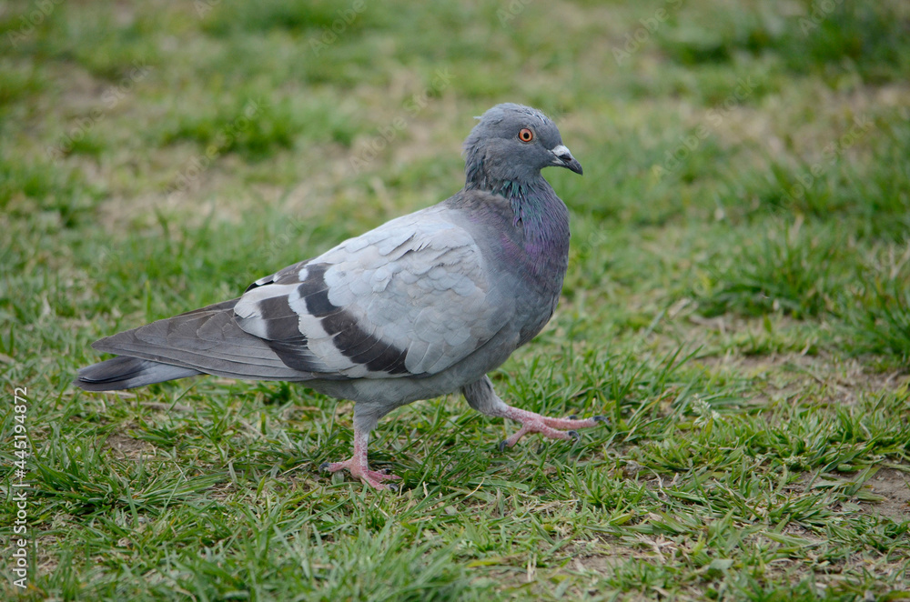 Fototapeta premium 鳩