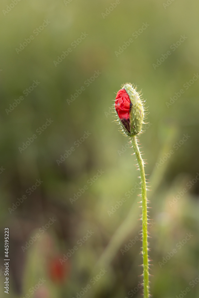 Opening poppy wildflower on blurred green background Opening poppy wildflower on blurred green background