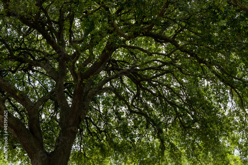 Underneath a beautiful green canopy of an old oak tree