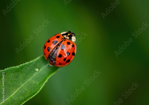 Red Ladybug