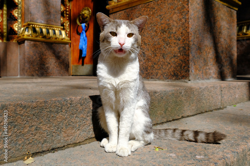 Fotografie A gray cat with a white breast on the steps of a Buddhist community temple