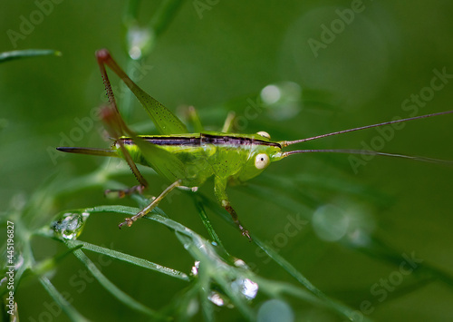 Tiny Green Grasshopper