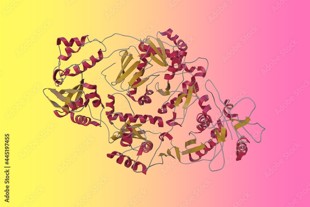 Human immunodeficiency virus type 1 transferase. Ribbons diagram in
