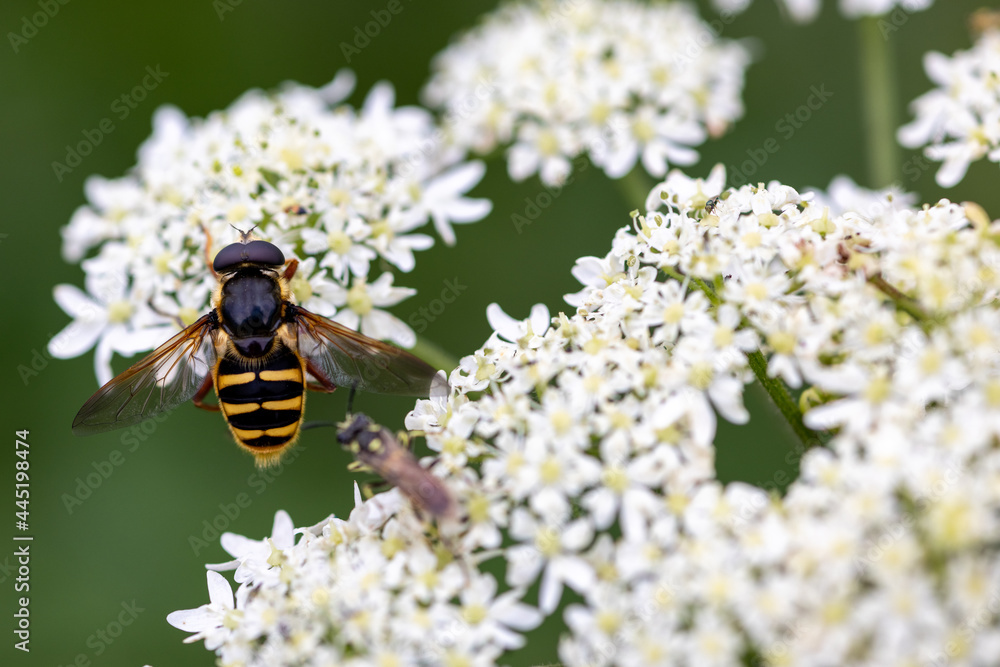 wasp on some flowers being attacked wasp on some flowers being attacked