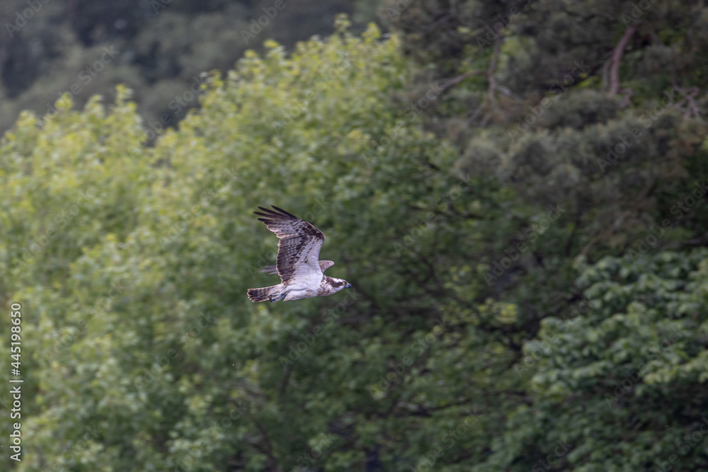 Fototapeta premium Osprey nesting and cleaning its talons in the loch