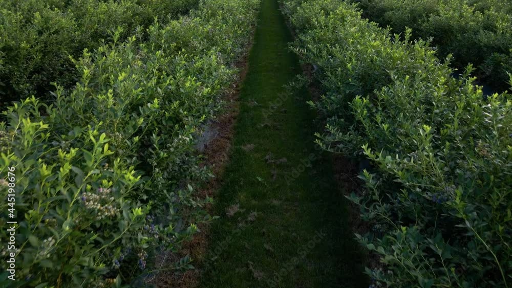 Aerial drone view Blueberry bush field, organic ripe. Blue berry hanging on a branch, Bio, healthy food, top view, Farm with berries Aerial drone view Blueberry bush field, organic ripe. Blue berry hanging on a branch, Bio, healthy food, top view, Farm with berries