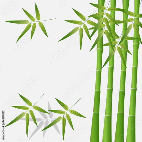 Vector green bamboo stems and leaves  isolated on gray background.