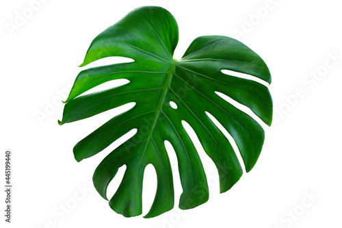 Monstera leaf isolated on a white background.