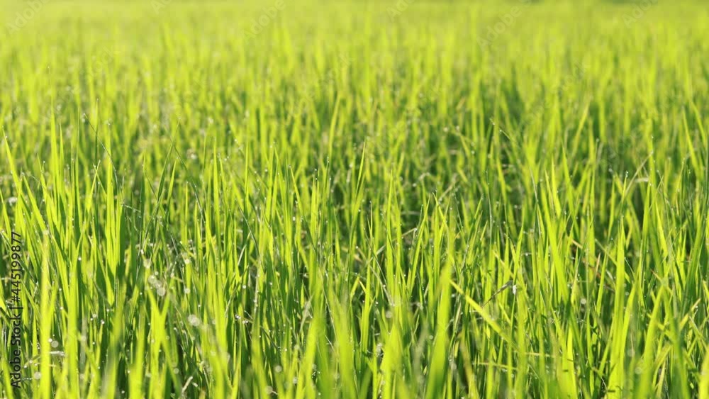 Dew drops on the top of the rice plant Dew drops on the top of the rice plant
