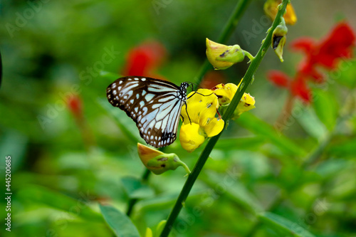 Tirumala limniace or blue tiger butterfly from Western Ghats photo