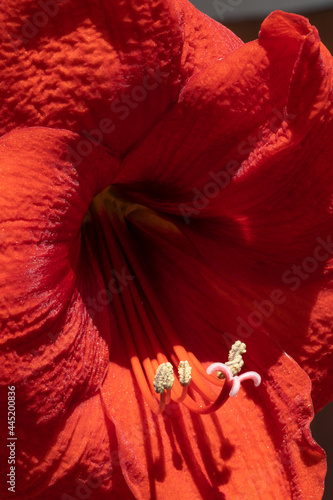 A red Hippeastrum flower close-up