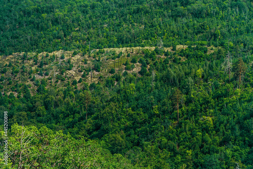 A dense forest of green trees of firs, firs and pines