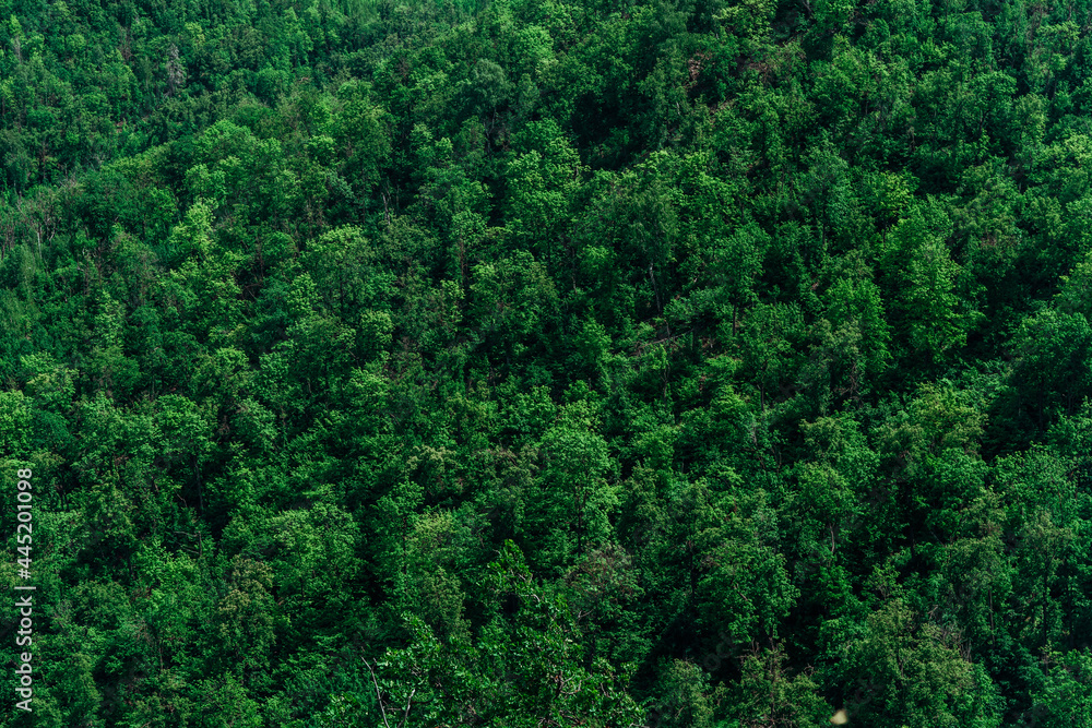 Obraz premium A dense forest of green trees of firs, firs and pines