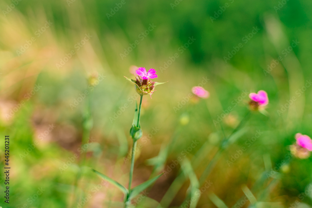 Beautiful summer background with wild flowers Beautiful summer background with wild flowers