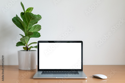 Blank screen of Laptop computer with Fiddle fig tree pot on wooden table