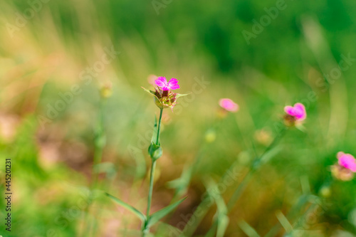 Beautiful summer background with wild flowers