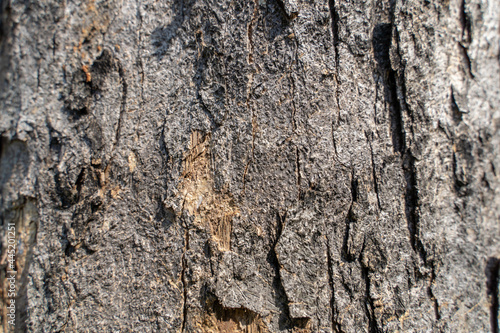 Close up Textures of Tree Bark nature background © Chonlasub