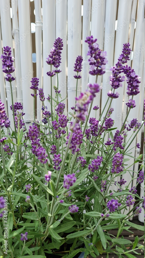 Naklejka premium Lavendel