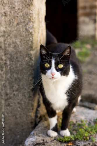 Chat errant noir et blanc dans les ruelles médiévales de Vézénobres (Occitanie, France)
