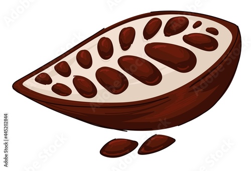 Cocoa pod, aromatic culinary ingredient vector