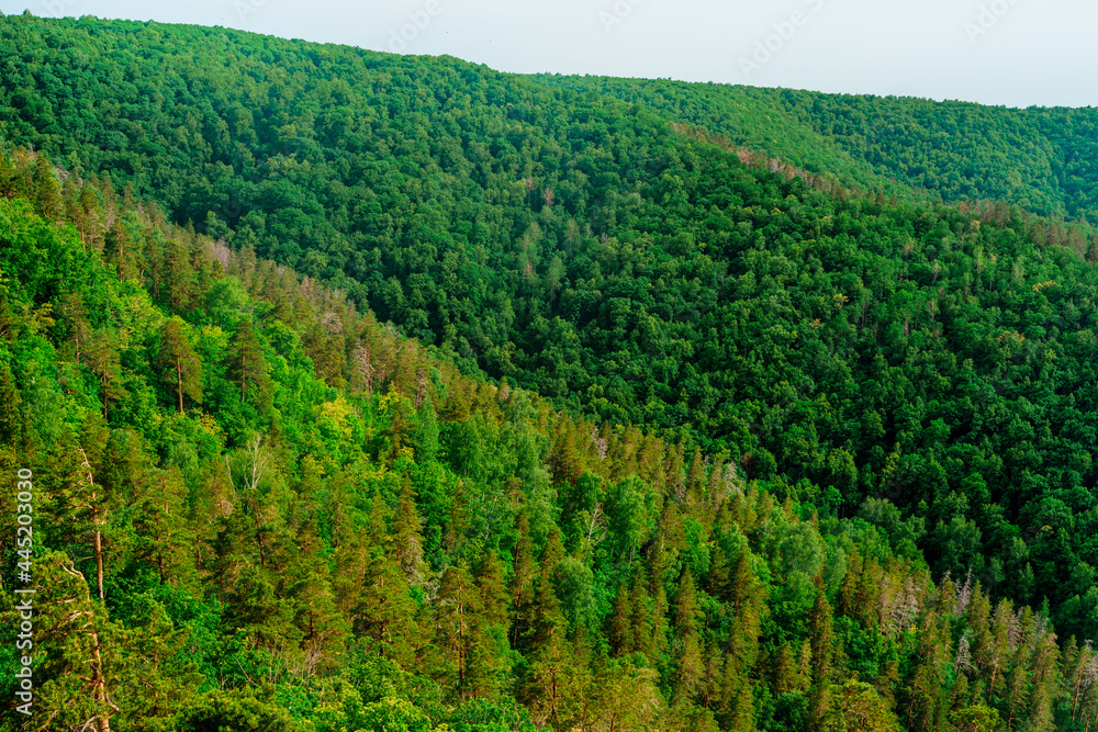 A dense forest of green trees of firs, firs and pines