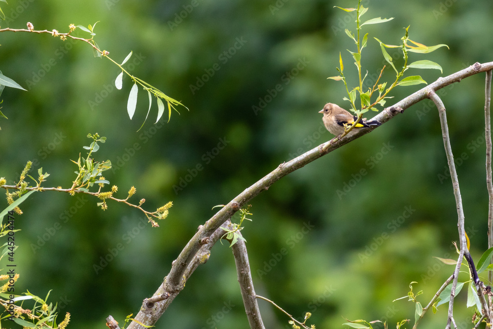 Young European Goldfinch fledgling (Carduelis Carduelis) perching on a flowering willow tree against green leafy background, England, UK