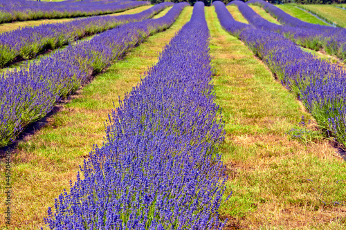 Lavender Field Summer Flowers Cotwolds Gloucestershire England