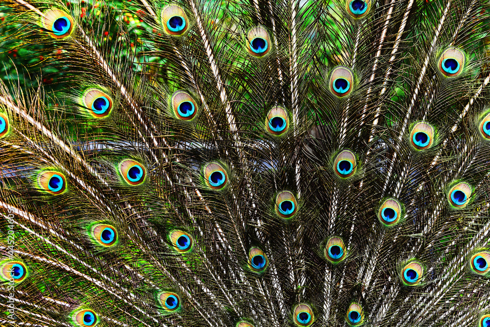 Fototapeta premium Background, wallpaper, texture. Part of a beautiful peacock tail
