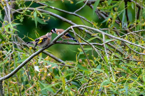 European Goldfinch (Carduelis Carduelis) perching on a flowering willow tree and feeding a fledgling, against green leafy background, England, UK