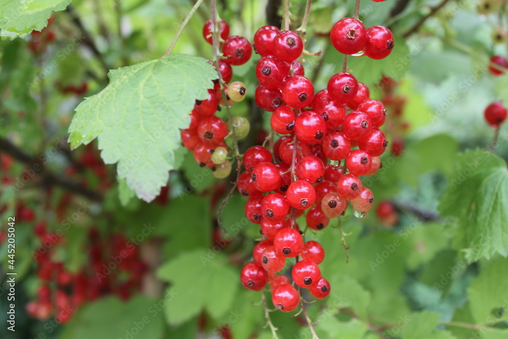 Rote Johannisbeeren hängen am Strauch Rote Johannisbeeren hängen am Strauch