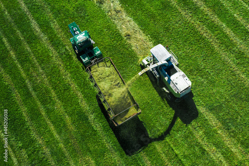 Aerial view of a forage harvester picking grass for silage in the field and filling a large tractor trailer.
