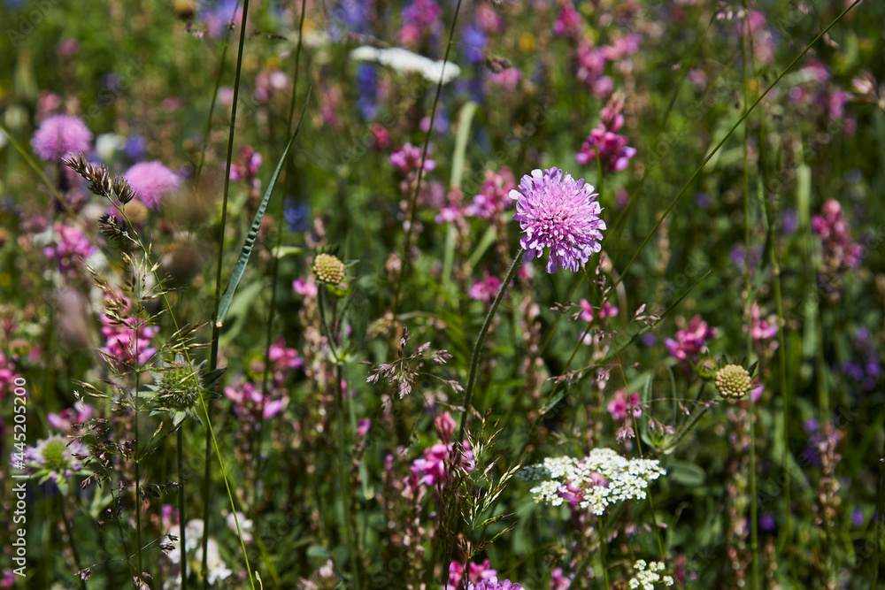 Obraz premium wild field pink mountain flowers 