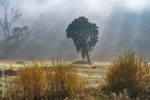 Rays of sunshine coming through fog surrounding a single gum tree photo