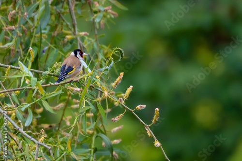 European Goldfinch (Carduelis Carduelis) perching on a flowering willow tree against green leafy background, England, UK