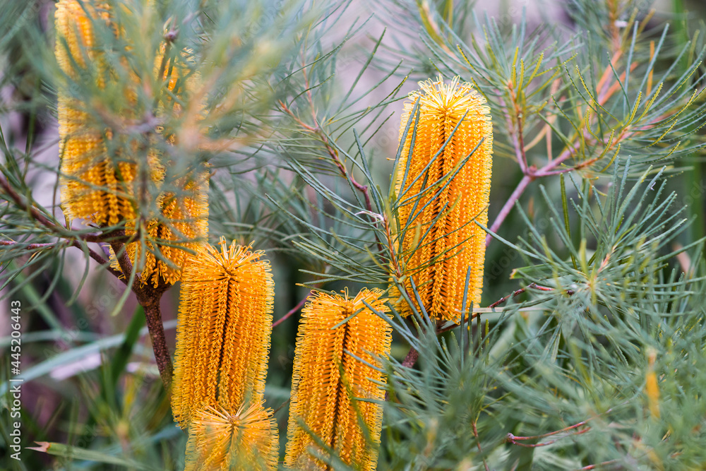 banksia flowers banksia flowers