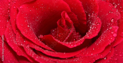Fototapeta Naklejka Na Ścianę i Meble -  Red rose with droplets